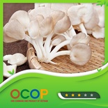 Nấm rơm Sen Giáp