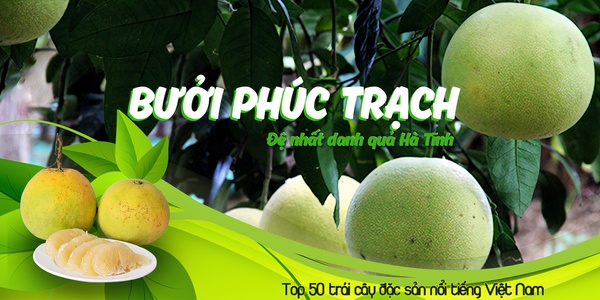 Bưởi Phúc trạch mới