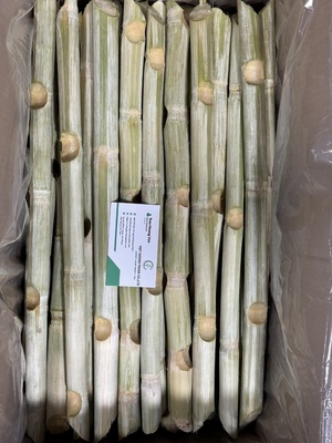 FRESH SUGARCANE STICKS IN VIETNAM