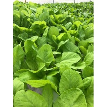 Rau cải ngọt thủy canh An Tâm