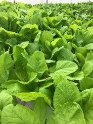 Rau cải ngọt thủy canh An Tâm
