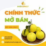 Bưởi Phúc Trạch Công Lý (10 quả)
